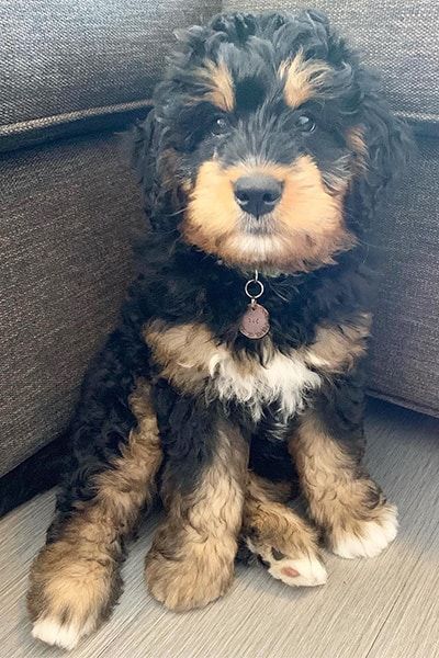 Mini Bernedoodle Haircut, F1 Bernedoodle, Bernedoodle Haircuts, Bernedoodle Mini, Mini Bernedoodle, Puppy Cuddles, Bernedoodle Puppy, Dog Picture, Really Cute Puppies