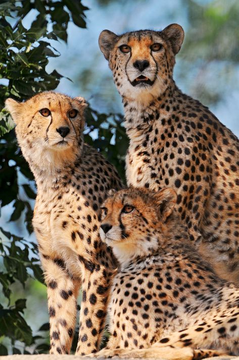 kingdom-of-the-cats: “ Three cheetahs (by Tambako the Jaguar) ” Cheetah Family, Gato Grande, Majestic Animals, Cheetahs, Domestic Cat, Wildlife Animals, African Animals, Animal Planet, Nature Animals