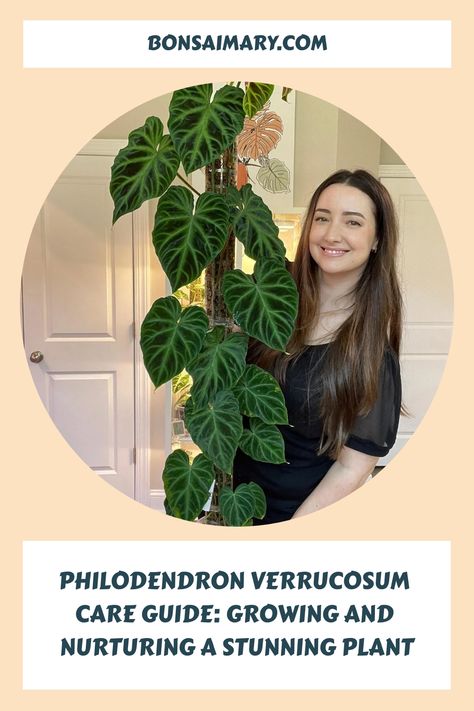 Dive into the captivating world of Philodendron Verrucosum with our comprehensive care guide, unlocking the secrets to growing and nurturing this stunning plant species with finesse. Explore expert tips and personalized insights that promise to transform your indoor space into a haven of lush elegance—click now to discover the art of Philodendron Verrucosum care and follow us for a continuous flow of plant wisdom and inspiration! Philodendron Verrucosum, Plant Species, How To Grow, Ecuador, Indoor Plants, Planting Flowers, Orchids, Lush, Plants