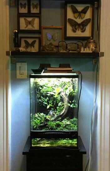 Nature cabinet and a vivarium. Vivarium Cabinet, Planted Terrarium, Nature Cabinet, Terrarium Inspiration, Bioactive Vivarium, Terrarium Tank, Build A Terrarium, Frog Tank, Gecko Terrarium