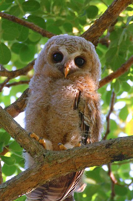 Owl Pics, Awesome Owls, Wood Owls, Owl Photos, Hoot Owl, Owl Pictures, Beautiful Owl, Owl Bird, Baby Owls