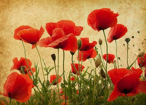 Vintage-Floral-Art-on-Canvas-Prints Poppy Flower Art, Field Of Poppies, Vintage Paper Textures, Tin Flowers, Large Wallpaper, Removable Wall Murals, Poppy Field, Vintage Texture, Background Vintage