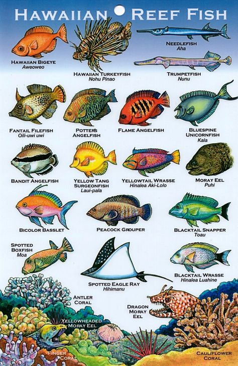 Hawaii Reef Fish Fish Names, Fish Chart, Coral Reef Fish, Hawaiian Fish, Fish Poster, Reef Fish, Hawaii Homes, Hawaii Life, Aloha Hawaii