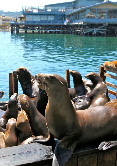 Monterrey Bay Aquarium California, Monterey Aesthetic, California Animals, Marin California, California Monterey, Monterey Bay California, Girls Roadtrip, Grad Trip, Cannery Row