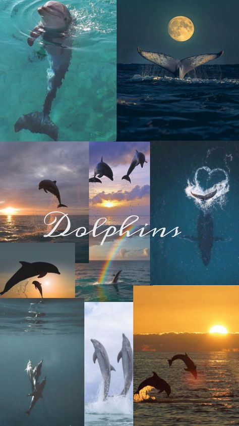 Dolphin Aesthetic, Wallpaper Dolphin, Ocean Wallpaper, Pretty Landscapes, Dream Baby, Aesthetic Desktop Wallpaper, Future Lifestyle, Wallpaper Pc, Abba