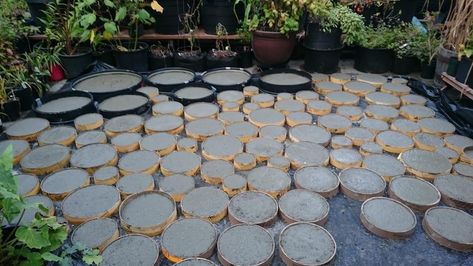 Concrete Pavers Diy, Round Pavers, Tropical Courtyard, Round Stepping Stones, Stepping Stone Path, Stepping Stone Pathway, Stone Paths, Pavers Diy, Circular Patio