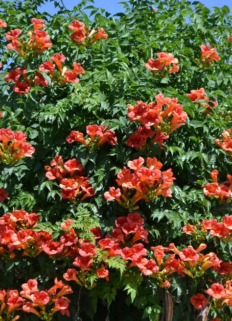 Trumpet Vine Trellis Ideas, Trumpet Vine Trellis, Mandevilla Trellis, Outdoor Trellis Ideas, Hummingbird Vine, Trumpet Plant, Vine Fence, Italian Gardens, Trellis Garden