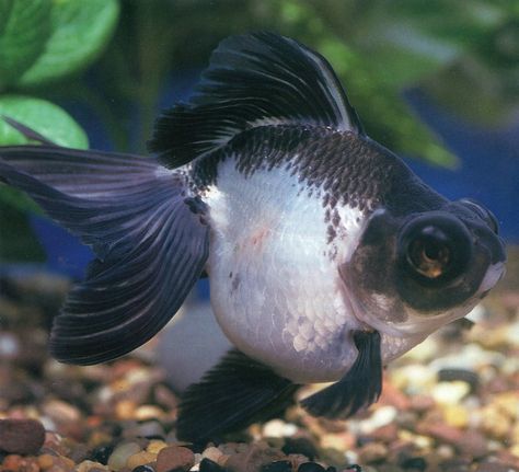 Panda Demekin ( Telescope ) Goldfish. Types Of Goldfish, Goldfish Species, Big Eyed Fish, Ryukin Goldfish, Goldfish Types, Oranda Goldfish, Fantail Goldfish, Fish Pictures, Fancy Goldfish