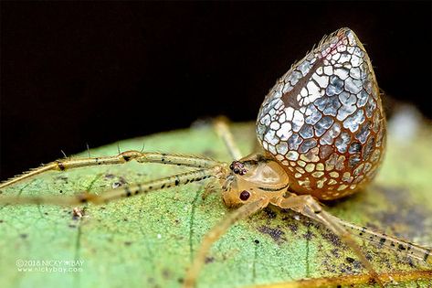 Mirror comb-footed spider (Thwaitesia sp.) - DSC_5655 Mirror Spider, Odd Behavior, Arachnids Spiders, Spider Species, Silver Plates, Cosmic Egg, Cool Bugs, Beautiful Bugs, Arthropods