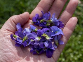 Violet Syrup, Spring Drinks, Garden Tower, Spring Drink, Dandelion Recipes, Spring Plants, Wild Edibles, Garden Journal, Summer Plants