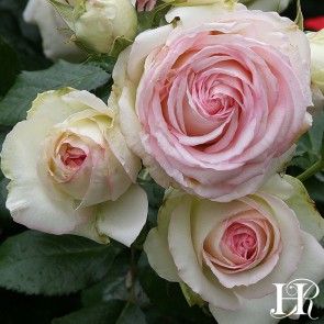 Eden Eden Rose, Heirloom Roses, Rose Seeds, Types Of Roses, Shrub Roses, Growing Roses, Garden Rose, Outdoor Flowers, Planting Roses