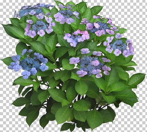 Photoshop Landscape, Landscape Architecture Graphics, Hydrangea Serrata, Hydrangea Shrub, Lighting Garden, Garden Clipart, Interior Design Layout, Hydrangea Garden, Tree Png