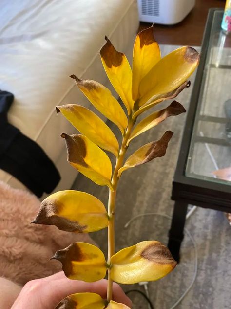 Why Is My ZZ Plant Turning Yellow? 4 Causes and Fixes Zz Plant Care Yellow Leaves, Dracena Plant, Zz Plant Care, Plant Leaves Turning Yellow, Brown Tips, Plant Jungle, Pest Prevention, Zz Plant, Plant Hacks