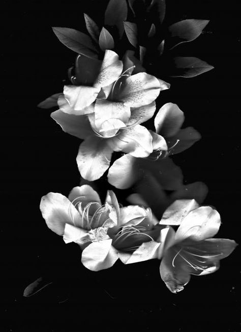 Azalea Azelea Aesthetic, Azelea Aesthetic Flower, Aesthetic Flower, Flowers Black, White Prints, Black And White Prints, Flowers And Leaves, White Photography, Black And White Photography