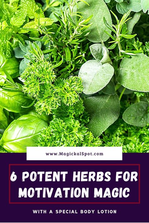 6 Potent Herbs for Motivation Magic [+ a Special Body Lotion] Herbs For Motivation, Body Lotion Recipes, Lotion Recipe, Rhodiola Rosea, Magic Herbs, Holly Tree, Green Magic, Magical Herbs, Types Of Bread