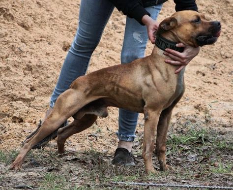 Dog Breed 👉 American Pit Bull From @closingtimekennels “Closing Time’s Bambiraptor” pictured at 5 years old Country #Georgia, #USA #apbt #americanpitbullterrier #pitbull #pitbullterrier #terrier #sportingdogs #ukc #adba #adbaapbt #ukcapbt #showdogs #fitdogs #fitdognation #apbtlife #apbtlove #arispedigree #terriersofinstagram #pitstagram Apbt Dog, Country Georgia, Pitbull Dogs, Pitt Bull, Manchester Terrier, American Pitbull, Georgia Usa, American Pit, Sporting Dogs