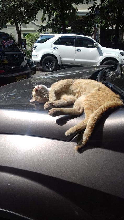 Just a picture of a cat sun basking in the Mumbai heat... Picture Of A Cat, Cat Pictures For Kids, Cat Night, Basking In The Sun, Beautiful Cats Pictures, Whatsapp Dp, Beautiful Cat, Beautiful Cats, Cat Pics