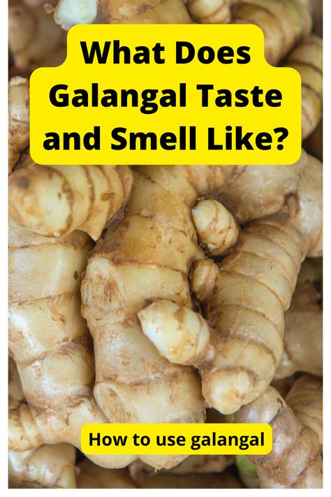 what does galangal taste like and smell like Galangal Benefits, Galangal Recipe, Galangal Plant, Bagoong Alamang In A Jar, Nagaland Traditional Food, Galangal Root, Nagaland Culture, Ginger Roots, Green Curry Paste