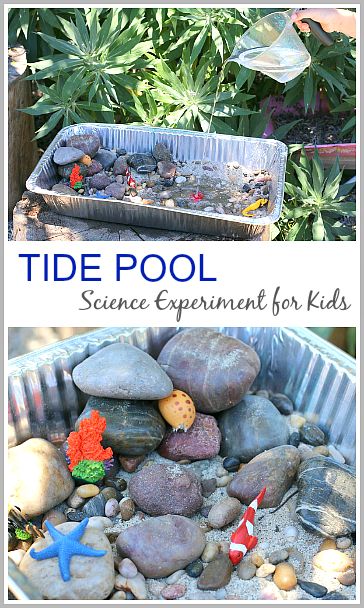 Science Activity for Kids: Learn about high and low tide!  ( end up with a fun ocean themed sensory bin when you're done!)~ Buggy and Buddy Science Experiment For Kids, Experiment For Kids, Ocean Science, Tide Pool, Ocean Activities, Kid Experiments, Easy Science Experiments, Science Activities For Kids, Kindergarten Science