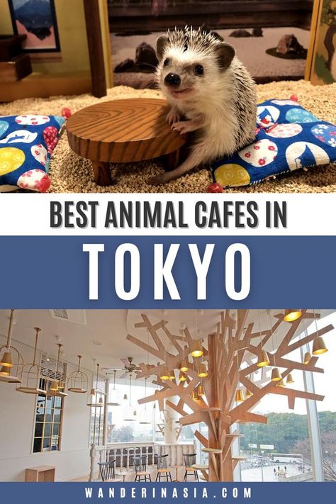 Owl Cafe Japan, Cat Cafe Japan, Cafes In Tokyo, Animal Cafe, Japan December, Tokyo With Kids, Cat Cafes, Japan October, Japan Travel Photography