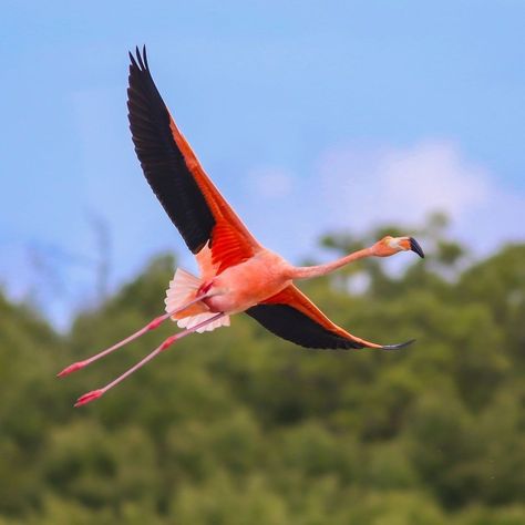 Let's hear it for the pink, white, and blue! #AllAmericanBirds🇺🇸 The American Flamingo is the only flamingo distributed through the… Flying Flamingo, Flamingo Vultures, Florida Flamingo, Flamingo In Flight, Flamingo Exhibit, Flamingo Tattoo, Fancy Video, Sea Life, Flamingo