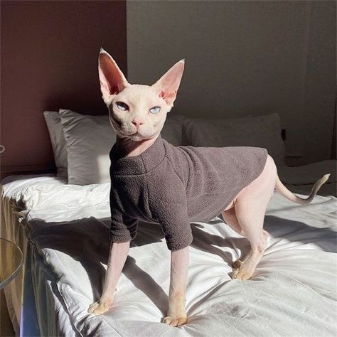 Cute Hairless Cat, Sphinx Cat, Dream's Cat, Spring Pattern, Silly Cats Pictures, Hairless Cat, Sphynx Cat, Cat Aesthetic, Sphynx