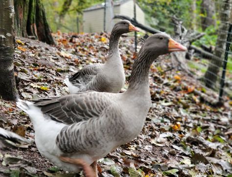 McMurray Hatchery Blog | Raising Geese for Meat on a Homestead Raising Meat Birds, Raising Geese For Meat, Migrating Geese Tutorial, Pet Geese, Farm Geese, Geese Breeds, Meat Birds, Raising Farm Animals, Dark Meat