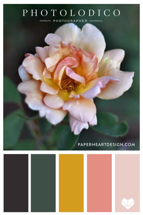 This beautiful rose photo was taken by photolodico and it part of a collection of YELLOW inspired color schemes! These color palettes are great inspiration for your wedding colors, branding project, interior design and more. #colorscheme #colorpalette #color #rose #flower #pretty #beautiful #nature #wedding #weddingcolors #interiordesign #design #branding Rose Color Scheme, Rose Color Palette, Flower Image, Color Schemes Colour Palettes, Beautiful Snakes, Image Text, Hex Codes, Yellow Paper, Paper Heart