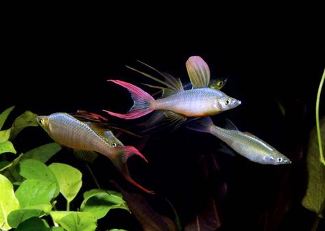 Threadfin Rainbow (Fresh water fish) Tropical Freshwater Fish, Butterfly Fish, Fish Breeding, Salt Water Fish, Freshwater Aquarium Fish, Cool Fish, Fish For Sale, Rainbow Fish, Fish Farming