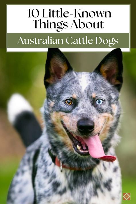 Australian Cattle Dog Funny, Cute Dog Pics, Australian Cattle Dog Puppy, Cute Dp, Herding Cattle, Austrailian Cattle Dog, Cattle Dogs Rule, Cattle Dogs, Australian Cattle Dogs