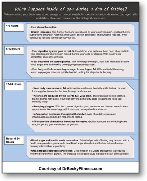 Fasting Timeline, Dr Becky, Palmer College Of Chiropractic, Bone Broth Diet, Body Tissues, Growth Hormone, What Happened To You, Burn Belly Fat, Digestive System