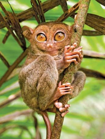 Tarsier (Scientific name: Tarsiidae).  Google search: "Tarsier, any of 6 species found only on various islands of Southeast Asia, are carnivorous, small, leaping, ‎haplorrhine primates of the family Tarsiidae, which is itself the lone extant family within the infraorder Tarsiiformes. Wikipedia. & "The hind limbs of tarsiers are about twice as long as their bodies, due mostly to the extremely elongated tarsus bones of the feet, from which the animals get their name.marybatessciencewriter.com." Small Monkey, Mandrill, Unusual Animals, Bohol, Weird Animals, Primates, Animals Of The World, Unique Animals, Small Pets