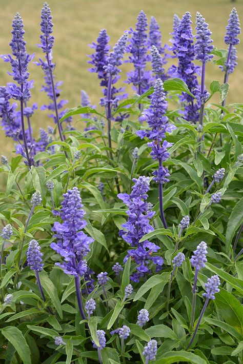 Blue Salvia Landscaping, Salvia Violet Queen, Victoria Blue Salvia Plants, Salvia Victoria Blue, Salvia Farinacea Blue, Purple Salvia Perennials, Victoria Blue Salvia, Potted Salvia, Salvia Plant Landscaping