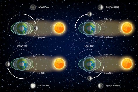 Curious Kids: How does the Moon, being so far away, affect the tides on Earth? Lunar Illustration, Moon Tides, Diagram Illustration, Solar Lunar, Solar System Poster, Preschool Stem, Infographic Presentation, Earth And Space Science, Curious Kids