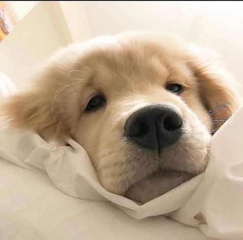 279 Likes, 8 Comments - Dogs | Puppys | Retrievers (@_golden.retrievers) on Instagram: “Follow @official.puppypage for more • @dailydoseofpuppynation • how cute am I ? 🥰 Tag 🏷 your…” Cute Dog Wallpaper, Puppy Friends, Cute Animals Puppies, Really Cute Dogs, Cute Little Puppies, Charm School, Fluffy Dogs, Funny Dog Pictures, Sweet Dogs