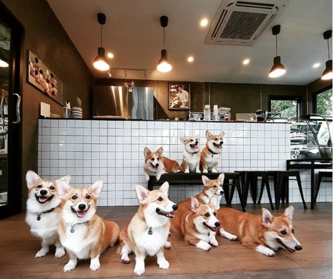 This Corgi Café Serves Matcha Lattes AND Puppy Snuggles  Delish Golden Retriever Husky, Pet Cafe, Café Design, Puppy Snuggles, Cafe Concept, Dog Cafe, Cute Cafe, Secret Life Of Pets, Dog Coffee