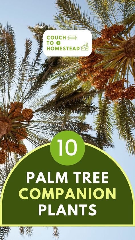 Palm Tree Mexican Fan Palm Tree, Plants Around Palm Trees, Queen Palm Tree, Palm Tree Care, Sago Palm Tree, Indoor Palm Trees, Dates Tree, Majesty Palm, Palm Tree Island