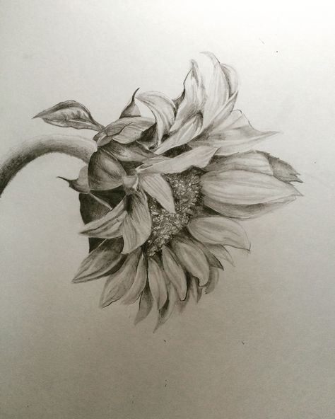 Sunflower Pencil Drawing, Sunflower Illustration, Sunflower Drawing, Sunflower Tattoos, Flower Sketches, Sunflower Tattoo, Sunflower Art, Graphite Drawings, Pencil Art Drawings