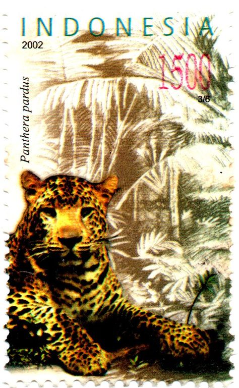 Macan Tutul, Panthera Pardus, Ocean Life, Color Of Life, Indonesia, Movie Posters, Art, Film Posters