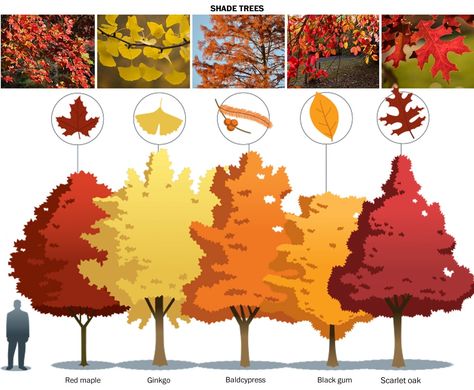 Fall Gardening Ideas, Fall Color Trees, Fall Landscaping, Ideas Garden Design, Fall Gardening, Backyard Trees, Landscaping Trees, Fall Trees, Fall Garden