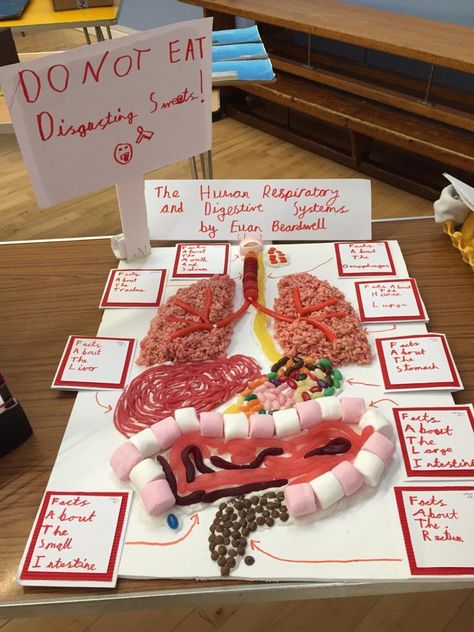 Digestive Tract Project, Anatomy And Physiology Projects Ideas, Immune System Projects For School, Diy Human Body Model, Respitory System Model, The Digestive System Project, Muscular System Project Ideas, Human Body Art Project, Endocrine System Project Ideas