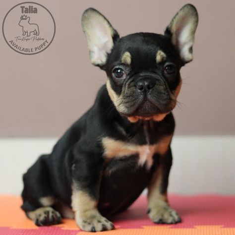 French Bulldog Puppy Black, Power Naps, Black French Bulldog, Tan Girl, French Bulldog Names, French Bulldog For Sale, Bulldog Names, Black French Bulldogs, Vision 2024