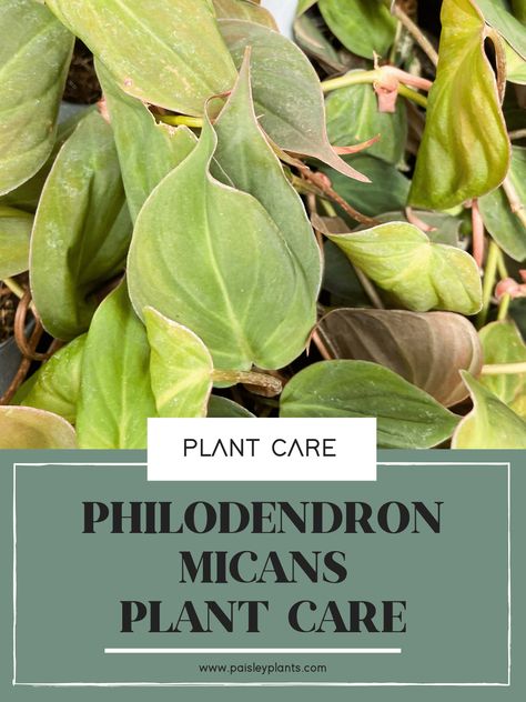 Considered one of the rarer species of the philodendron genus, the philodendron micans is a rare and exotic beauty in the plant family. If you get your hands on one of these beauties, this plant care guide will be useful in helping it thrive in your care! Philodendron Micans, Plant Care Guide, Bacterial Diseases, Philodendron Plant, Rare Species, Soil Layers, Fast Growing Plants, Yellow Leaves, Potting Soil