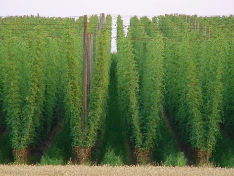 Hops Garden Ideas, Hops Growing Trellis Ideas, Hop Trellis, Garden Boundary, Hops Growing, Harvesting Hops, Hops Garden, Hops Trellis, Hop Farm