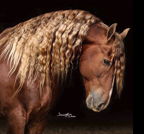 Redman, a rare chestnut Friesian stallion. Chestnut Friesian, Friesian Stallion, Horse Art Drawing, Beautiful Horses Photography, Beautiful Horse Pictures, Andalusian Horse, Most Beautiful Horses, Most Beautiful Animals, Friesian Horse