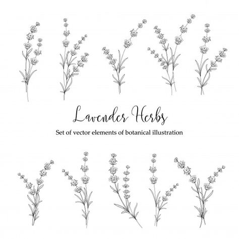 Lavender Plant Line Art, Minimal Lavender Tattoo, Lavender Tattoo Outline, Simple Lavender Tattoo, Lavender Sprigs Tattoo, Fine Line Lavender Tattoo, Cover Ups Tattoo, Lavender Drawing, Lavender Tattoos