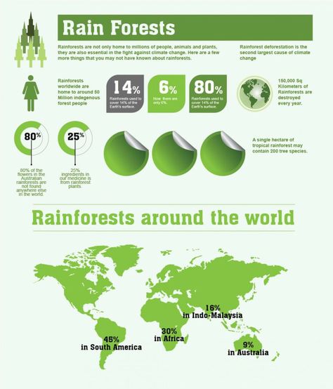 Interesting facts about the rainforest (Infographic) Rainforest Diorama, Rainforest Facts, Rainforest Deforestation, Rainforest Wildlife, Rainforest Project, Different Types Of Plants, Rainforest Theme, Forest People, Manuel Antonio Costa Rica