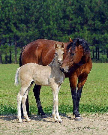 Western Desert, Double J, River Edge, Most Beautiful Horses, Baby Horses, Animal Magic, Most Beautiful Animals, All About Horses, Horse World