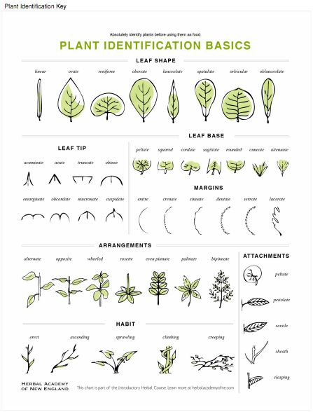 Plant Identification Key available for download in the Introductory Herbal Course Botany Drawings, Botany Tattoo, Botany Notes, Sarah Simblet, Botany Aesthetic, Botany Art, Botany Illustration, Tattoo Vintage, Edisto Island