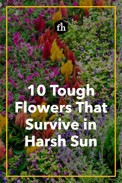 Plants That Survive Hot Sun, Full Sun Hostas Drought Tolerant, Flowers That Love Sun And Heat, Full Sun Plants And Flowers, Outdoor Plants Full Sun Landscaping, Full Sun Texas Plants, Plants For Morning Sun Afternoon Shade, Best Full Sun Plants Landscapes, Outdoor Potted Plant Ideas Full Sun